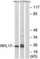 RPL17 / L17 Antibody (aa101-150)